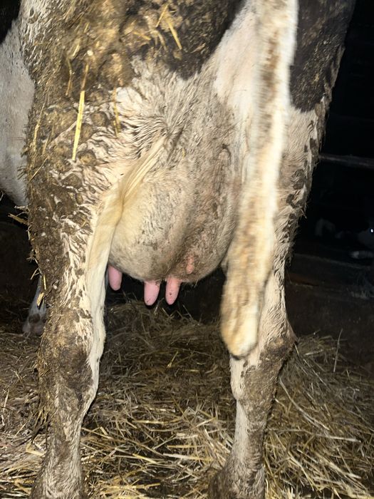 Vand vaci bune de tinut