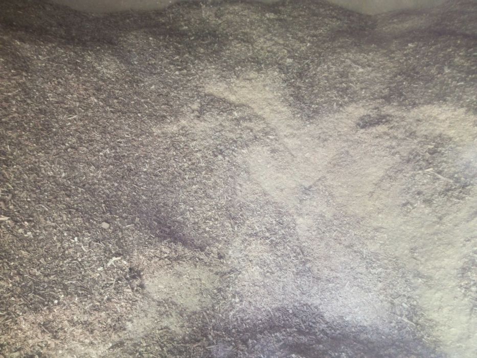 Apilka donboq tovuqlar uchun