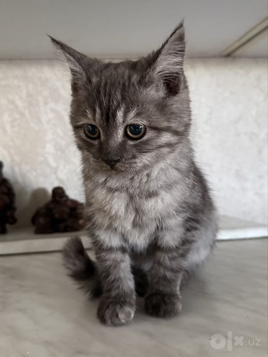 Пристраивается скоттиш страйт