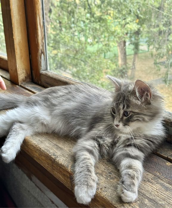 Отдадим котенка в добрые руки