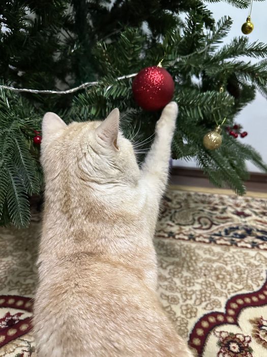 Имеется кот скоттиш страйт на вязку