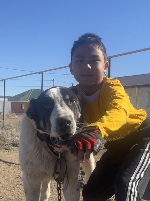 Алабай кобель ))