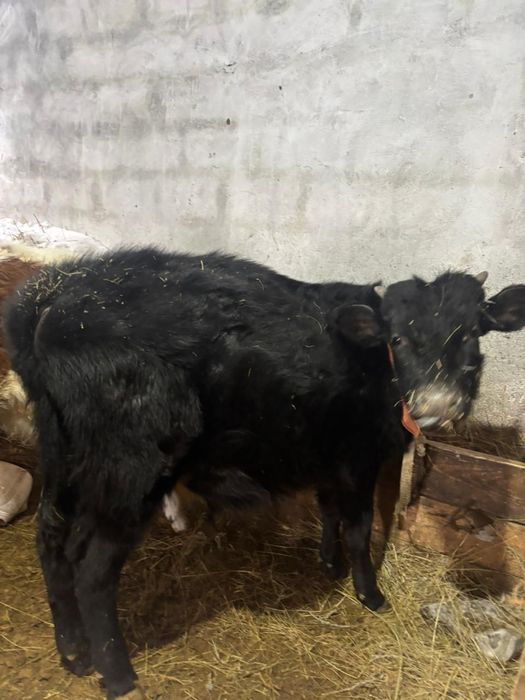 Сатылады алты бука