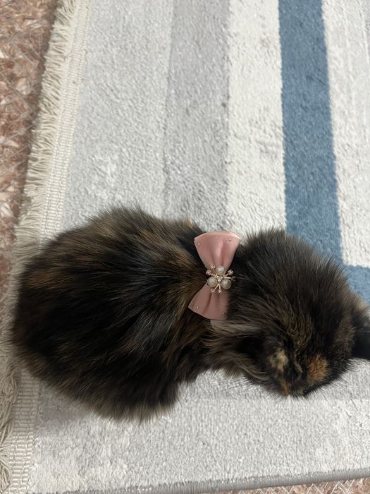 Отдам котёнка в добрые руки