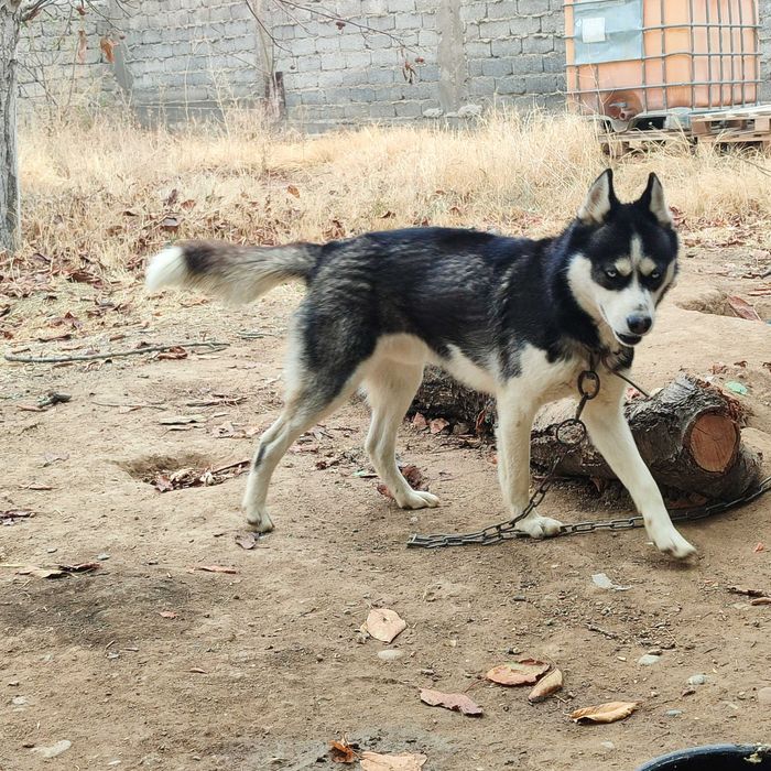 Продается  хаски