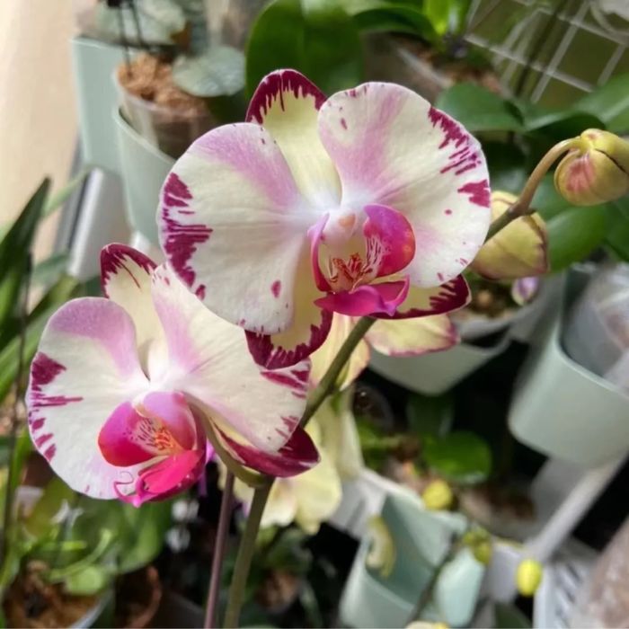 Взрослые орхидеи