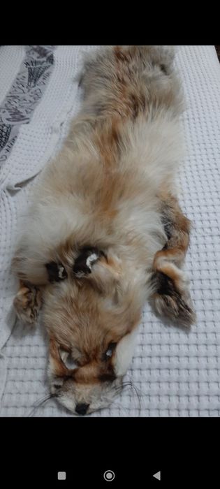 Лиса среднеазиатская