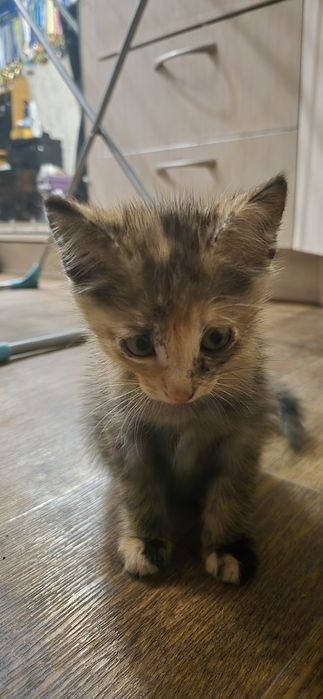 Кошечка 2 месяца