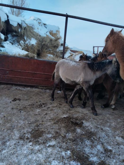 Продам жабагы, .