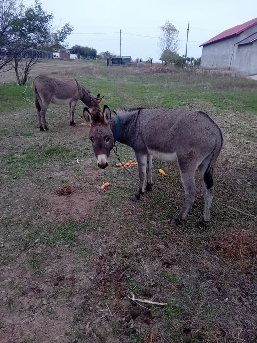 Caută alta casă, doi magarusi frumoși