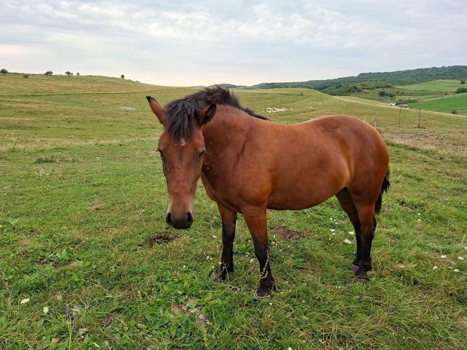 Mânză de vanzare