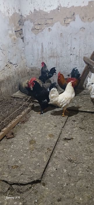 Хурозлар сотилади срочна