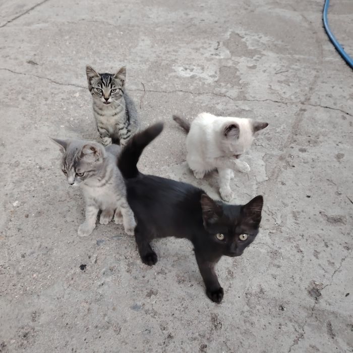 Дарю котят 3,5 месяца
