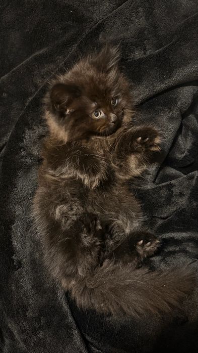 Котята за кока колу