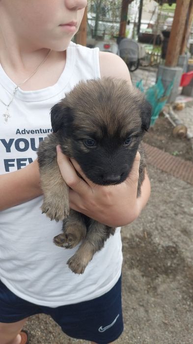 Щенки бесплатно отдам