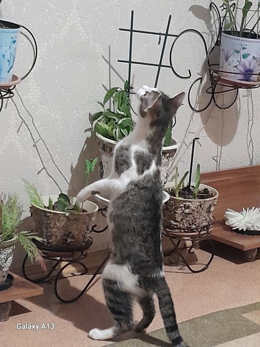 Уход  за кошками