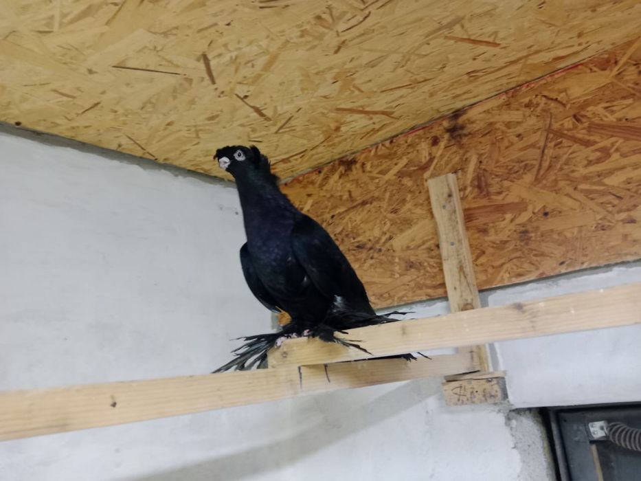 Продам   голубей