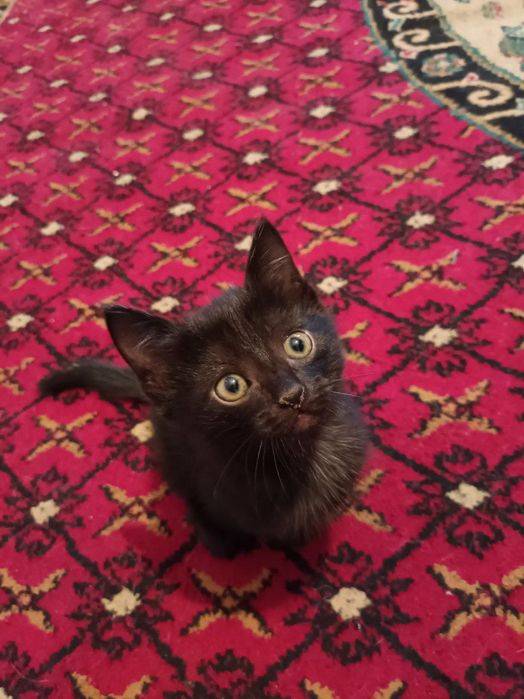 2 pishik bepula bariladi