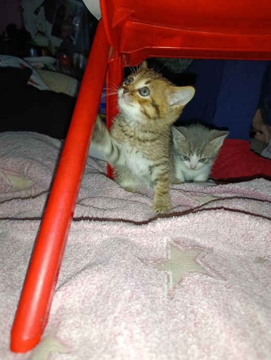 Отдам котят 1,5 месяцев