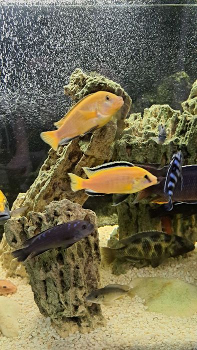 Самцы африканских цихлид