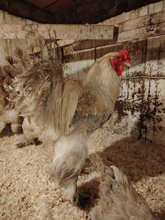 Инкубационное яйцо брамы.