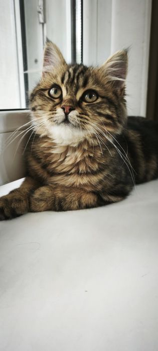 Кошечка ищет дом