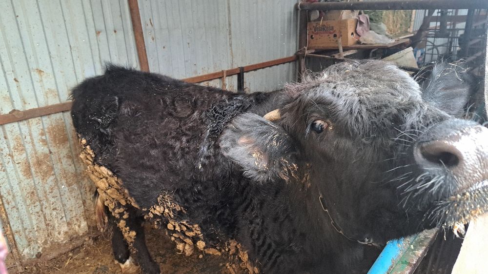 Продам бука кашар корова