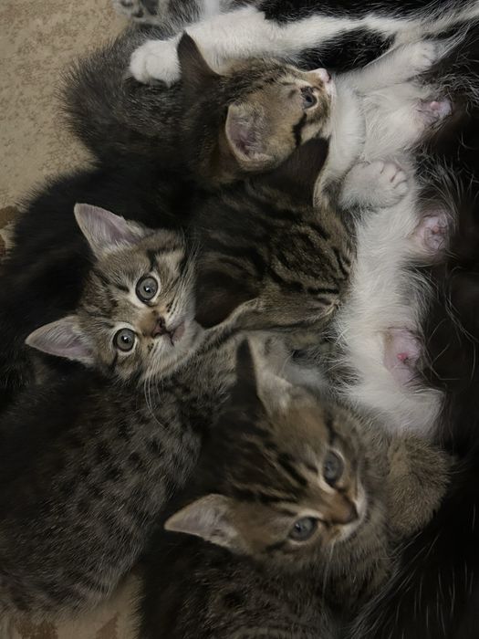 Котята ищут дом