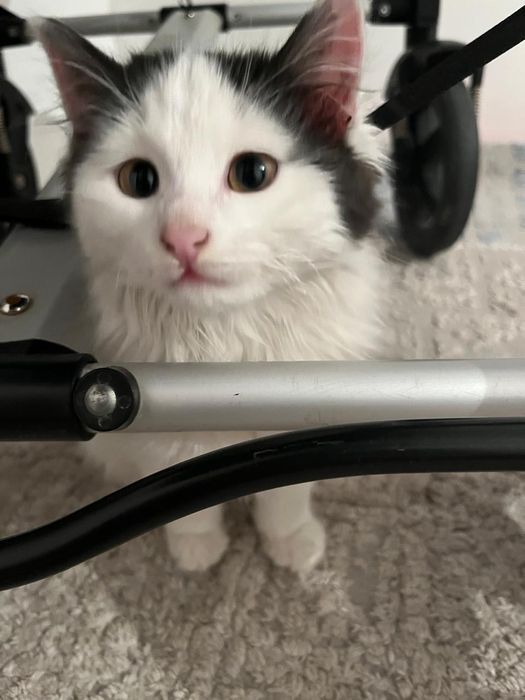 Отдам даром кота