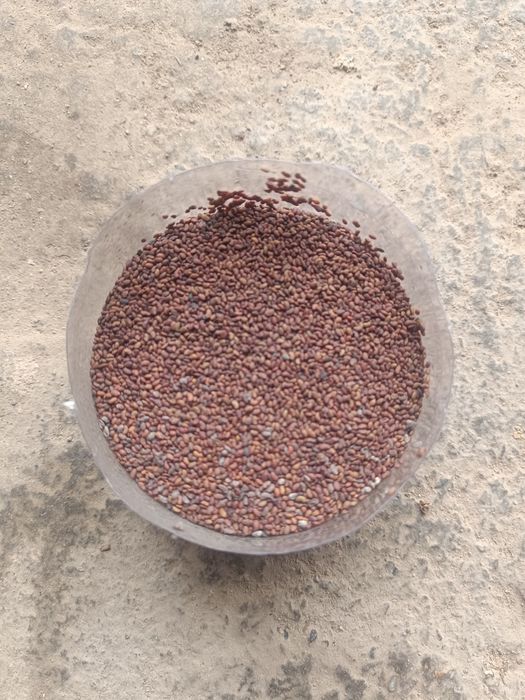 Продам семена клевер