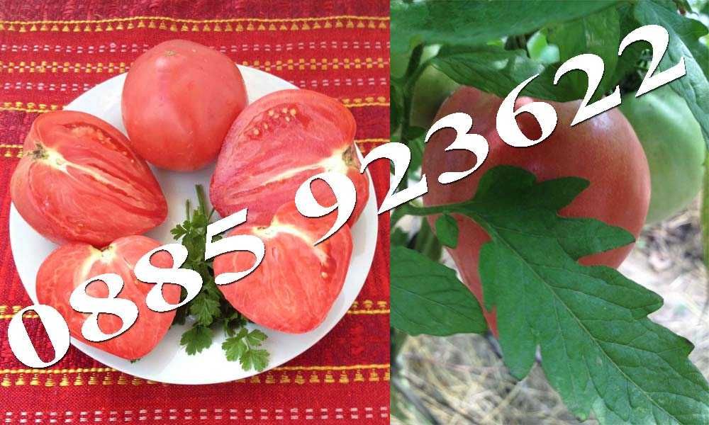 100+ Био Семена Селски Сортове Домат Краставици Тютюн Люти Чушки +ДАР