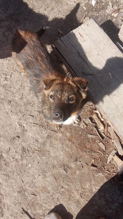 Продам щенка  помесь