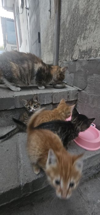 Отдаю в хорошие добрые руки котиков