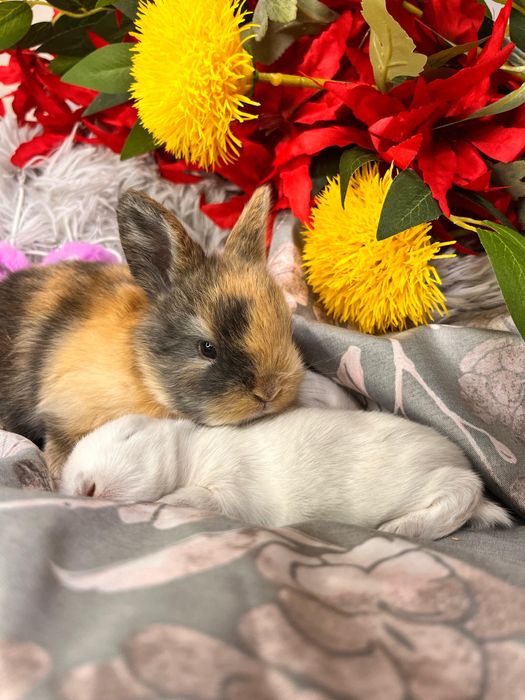 Декоративные кролики