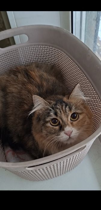 Молоденькая кошечка Марфуша в добрые руки!