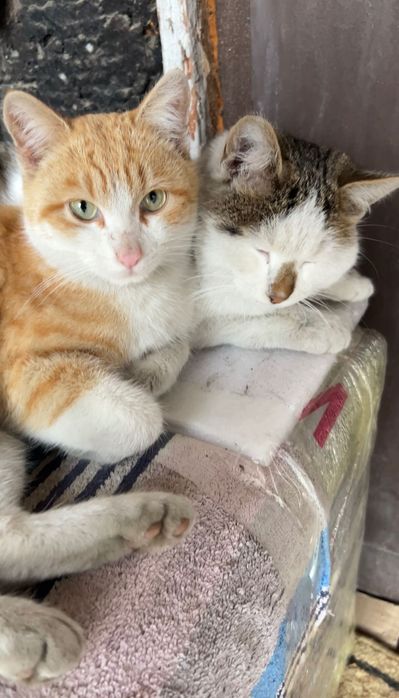 Рыжий котик, который приносит счастье в дом
