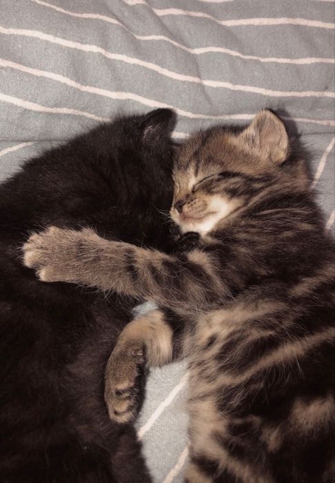 Отдам котят бесплатно и заплачу!