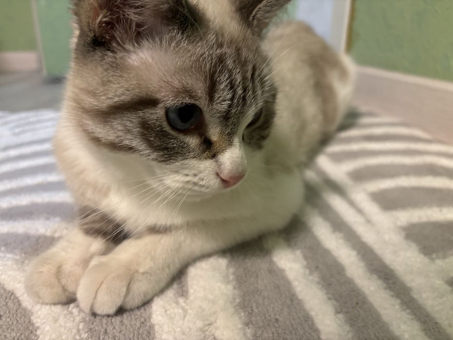 Отдам котика бесплатно в хорошие руки!