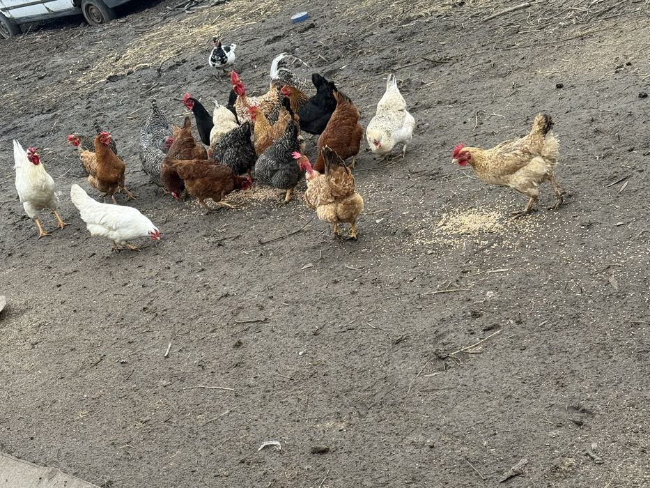 Vand cocosi si gaini