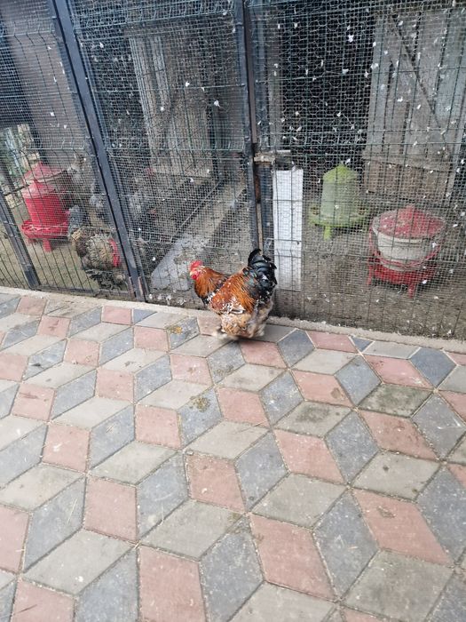 Vând Cocoșii Brahman