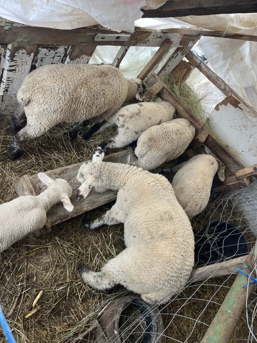 miei , oi ile de france si sullfok