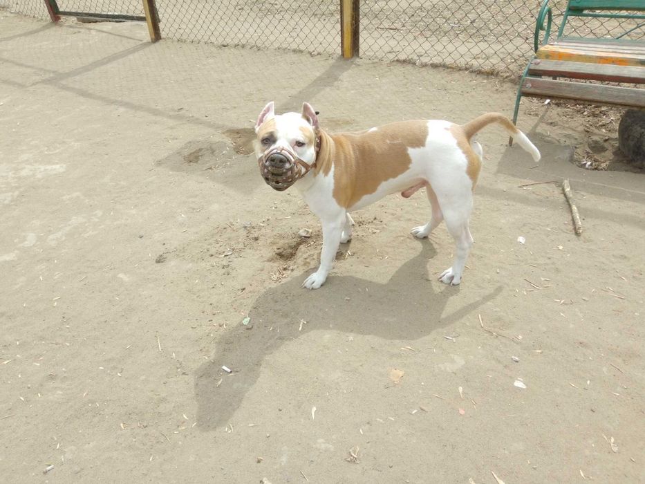 Амстафф вязка кобель