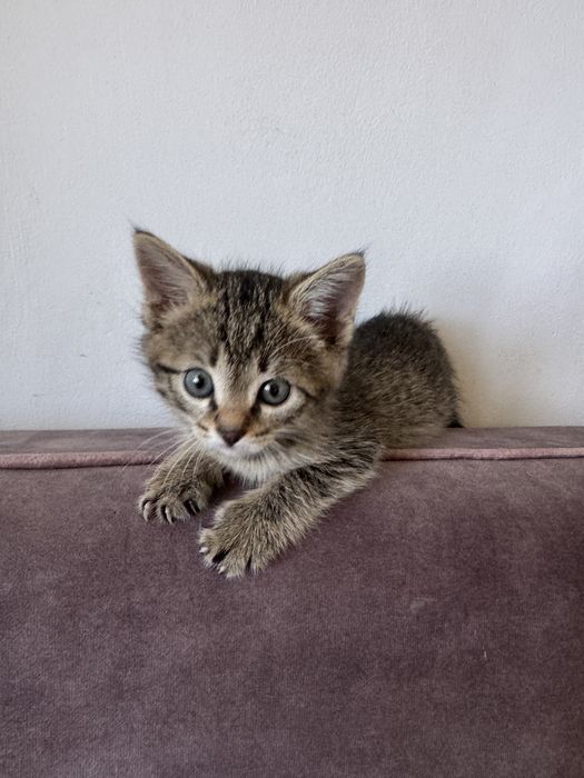 Котенок девочка очень игривая