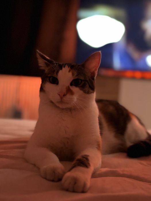 Pet sitting Targu Mures