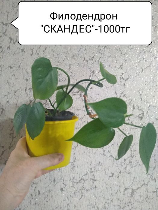 Сциндапсус, Филодендрон