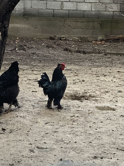 Японский петух еще молодой