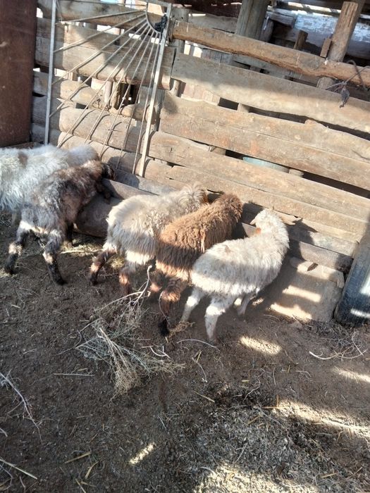 Токты.семіз ешкілер