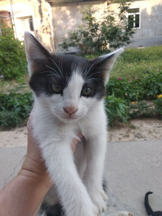 Mushuk beriladi bepul