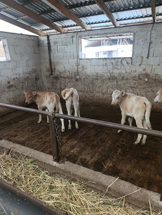 Продаются тёлочки