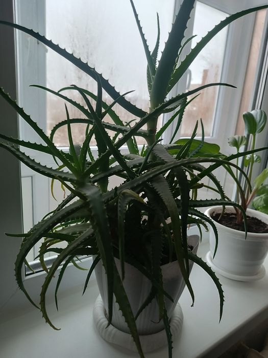 Продам ростки алоэвера лечебного.